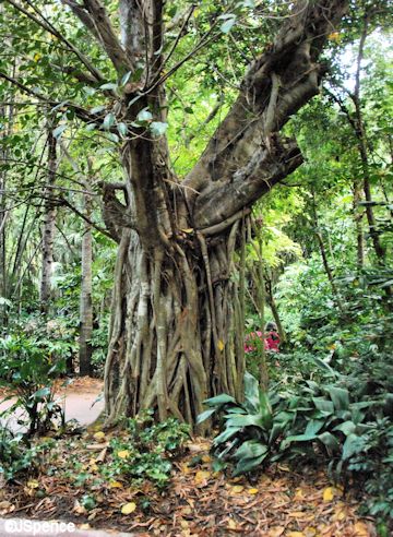Maharaja Jungle Trek Tree